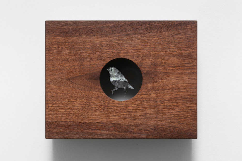  "Zebra Finch 1", wood (walnut), wood carving, screen printed glass. 3 pieces.